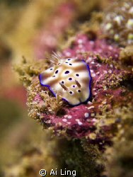 Nudibranch by Ai Ling 